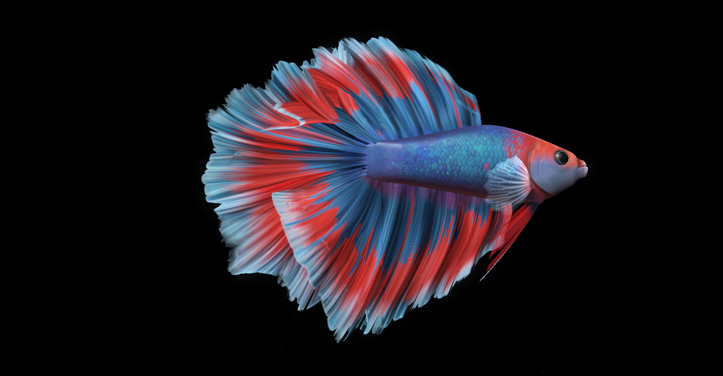 A halfmoon betta with its long fins spread against a black background